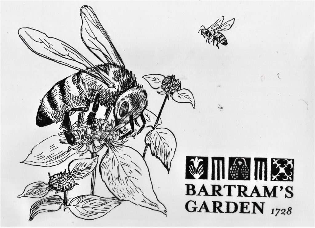 Illustration of mountain mint with bees