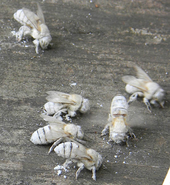Several white bees, from being covered in powder sugar, shake off the remnants of their sugar roll mite test