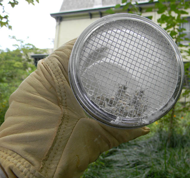 A gloved hand holds a mason jar containing a cup of bees and powdered sugar for a sugar roll mite test
